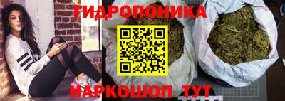стафф Кингисепп