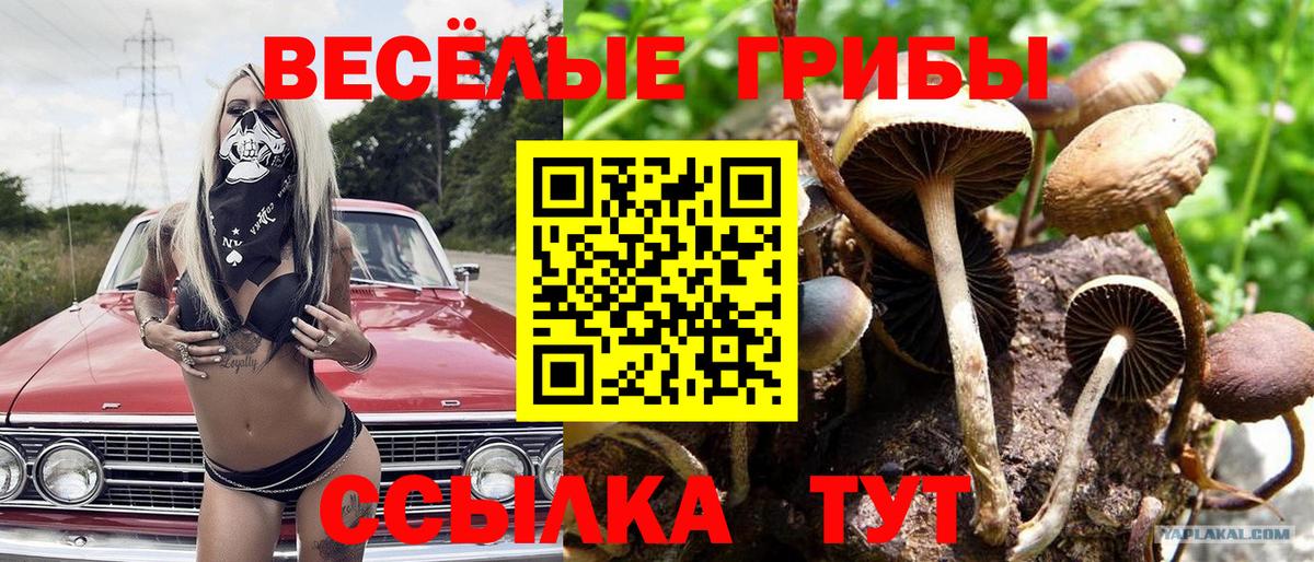 Вышний Волочёк  Псилоцибиновые грибы Cubensis  Вход с VPN 