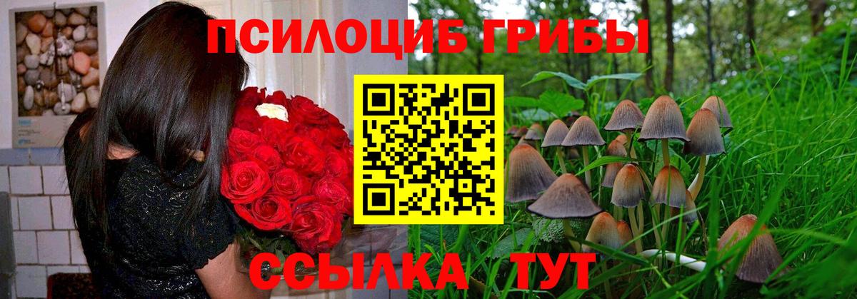 Псилоцибиновые грибы прущие грибы Вышний Волочёк